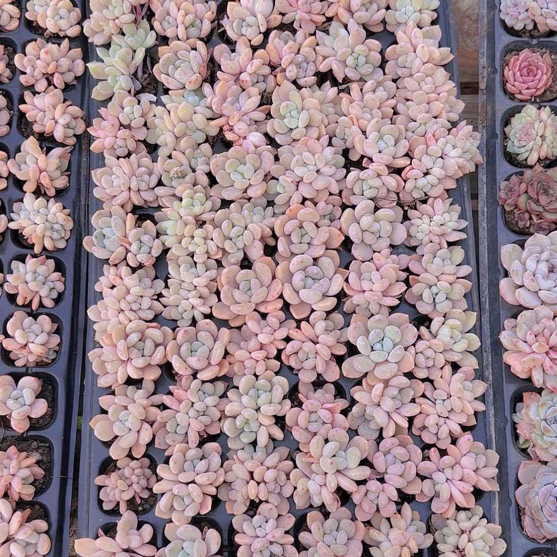 直播一物一拍多肉36