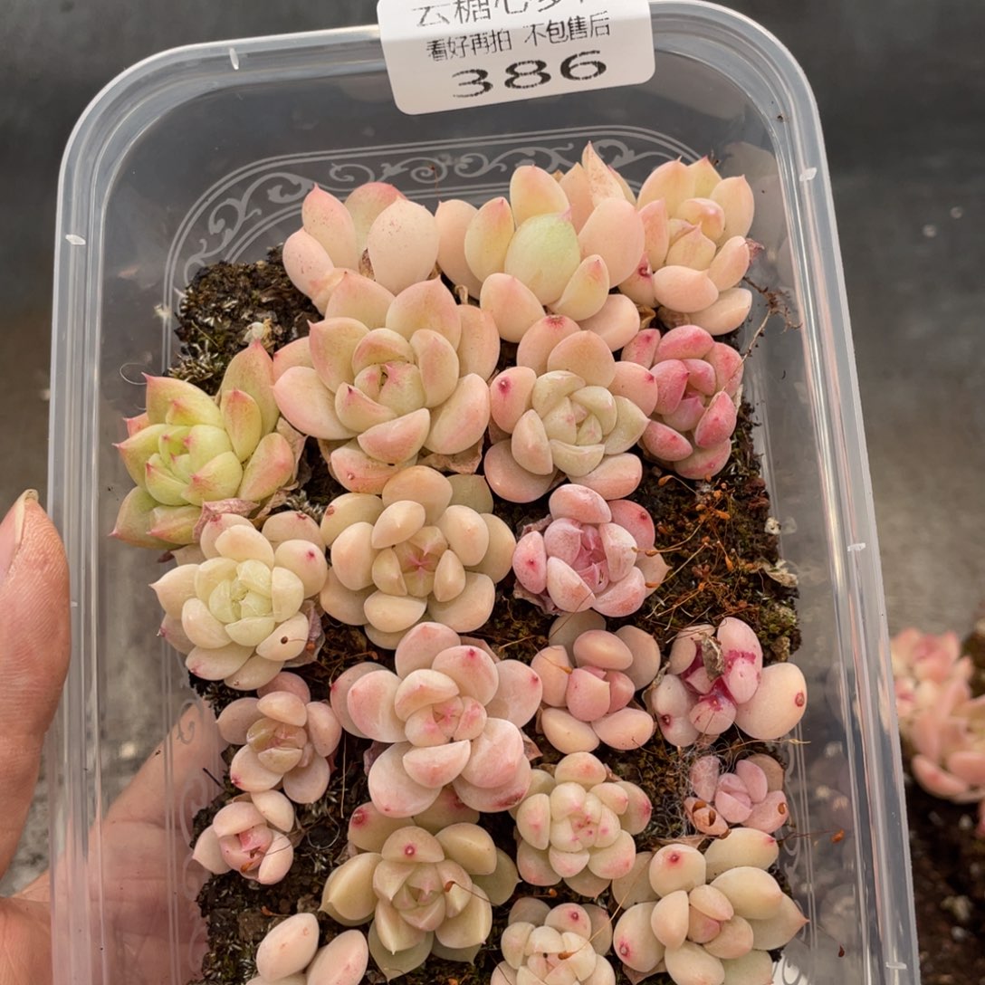 云糖心多肉植物386