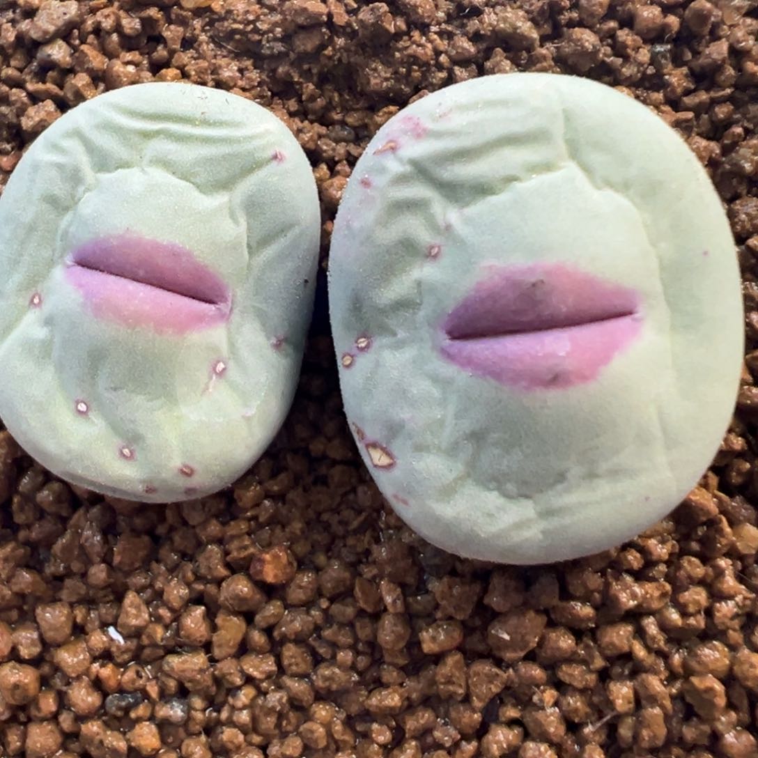 dows嘴 母本 肉锥植物