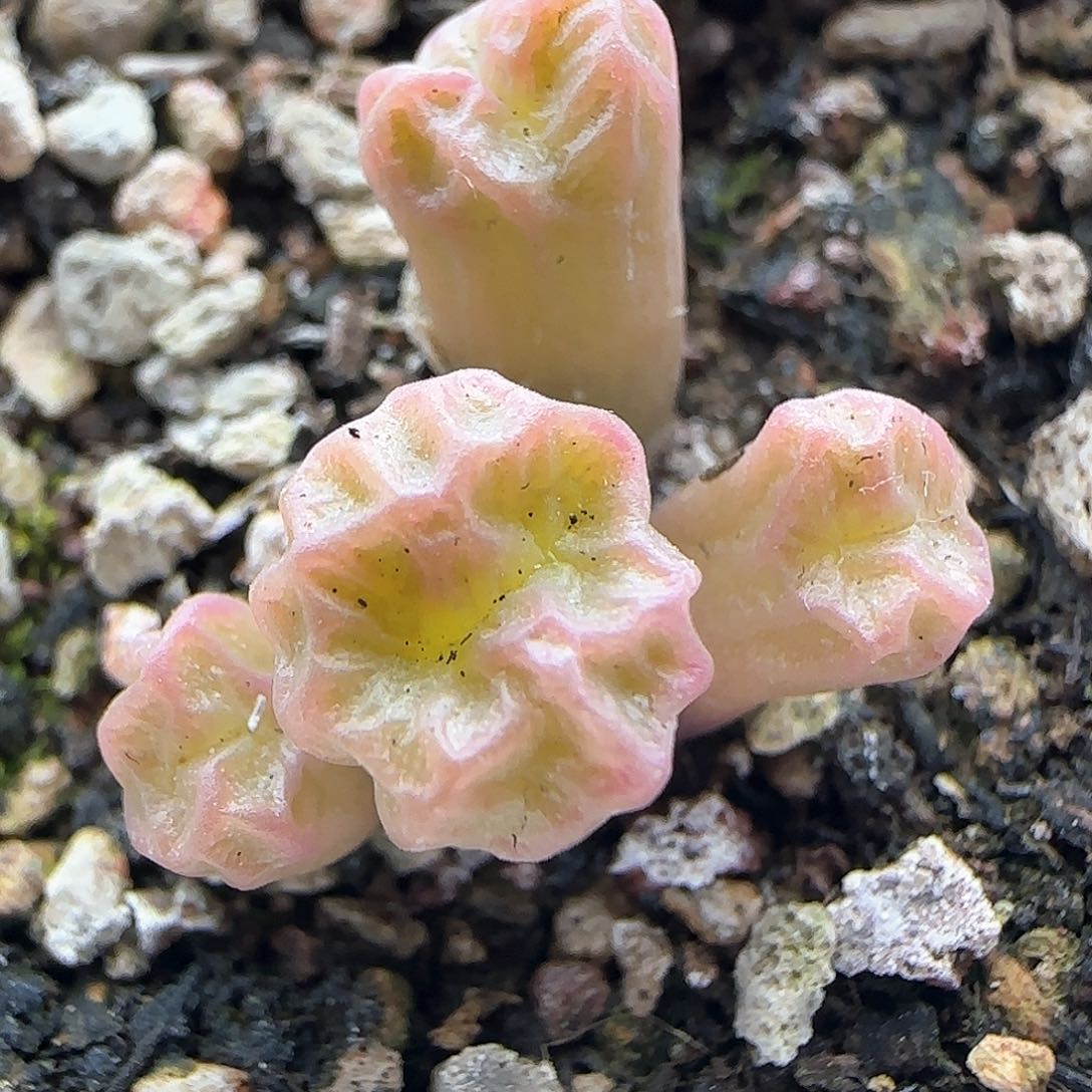 脱土年后发货24025