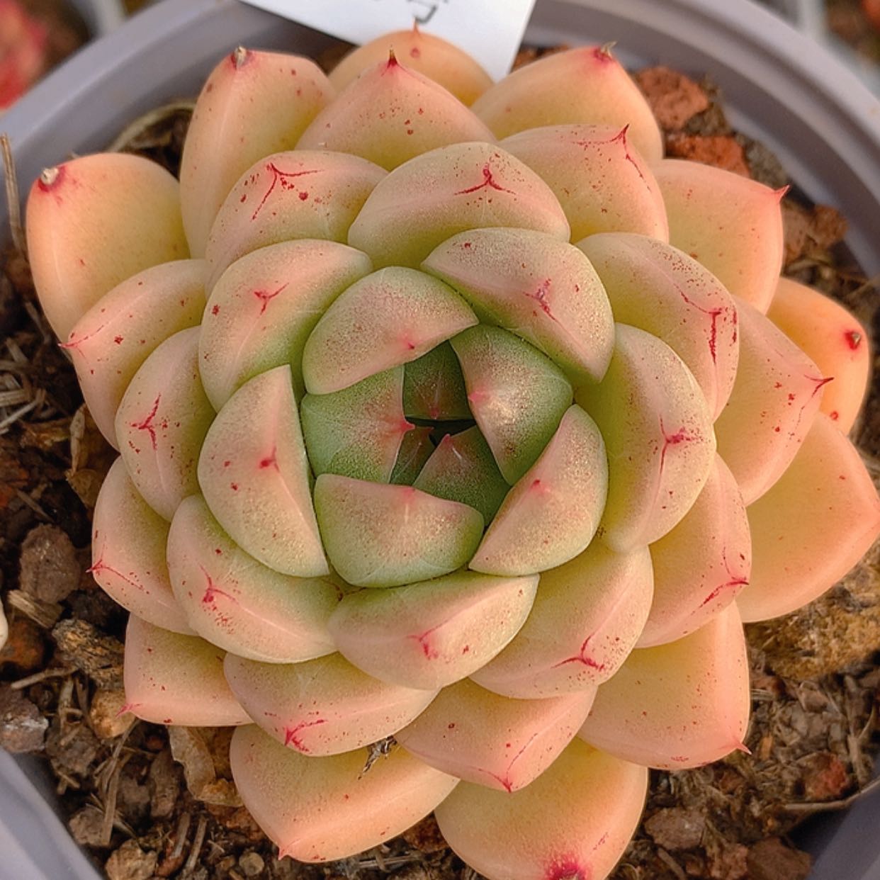 【闪购商品】云946