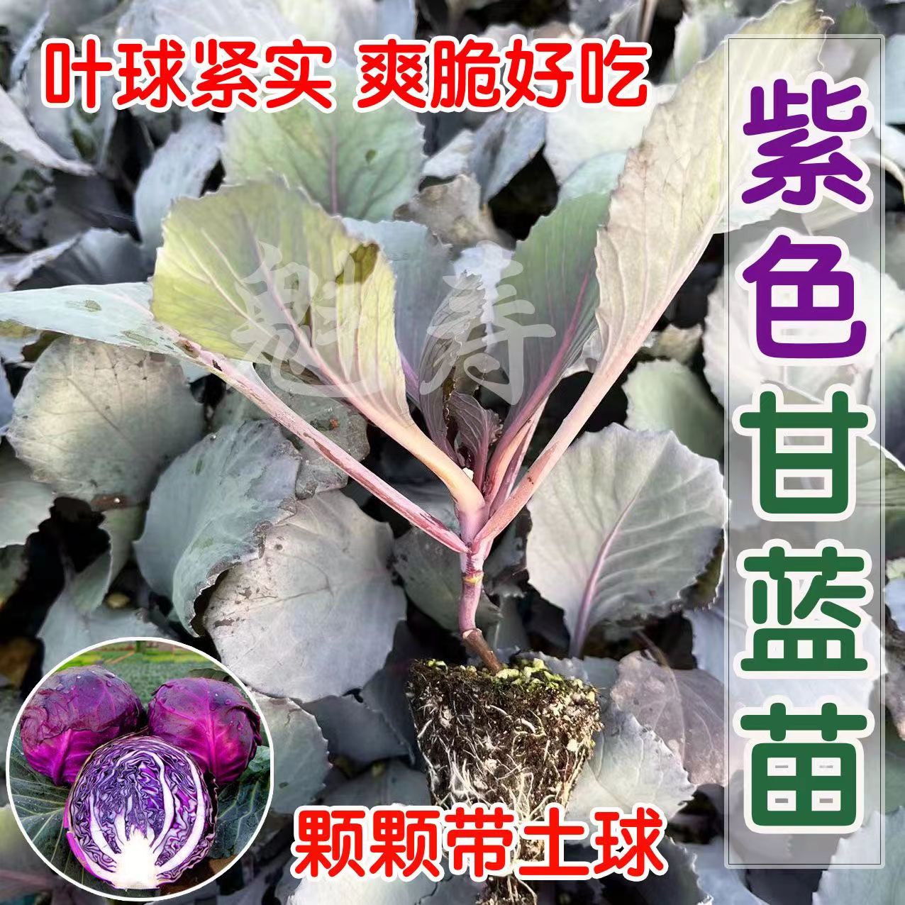 【特价优惠】紫甘蓝牛心甘蓝生菜蔬菜各种蔬菜秧苗