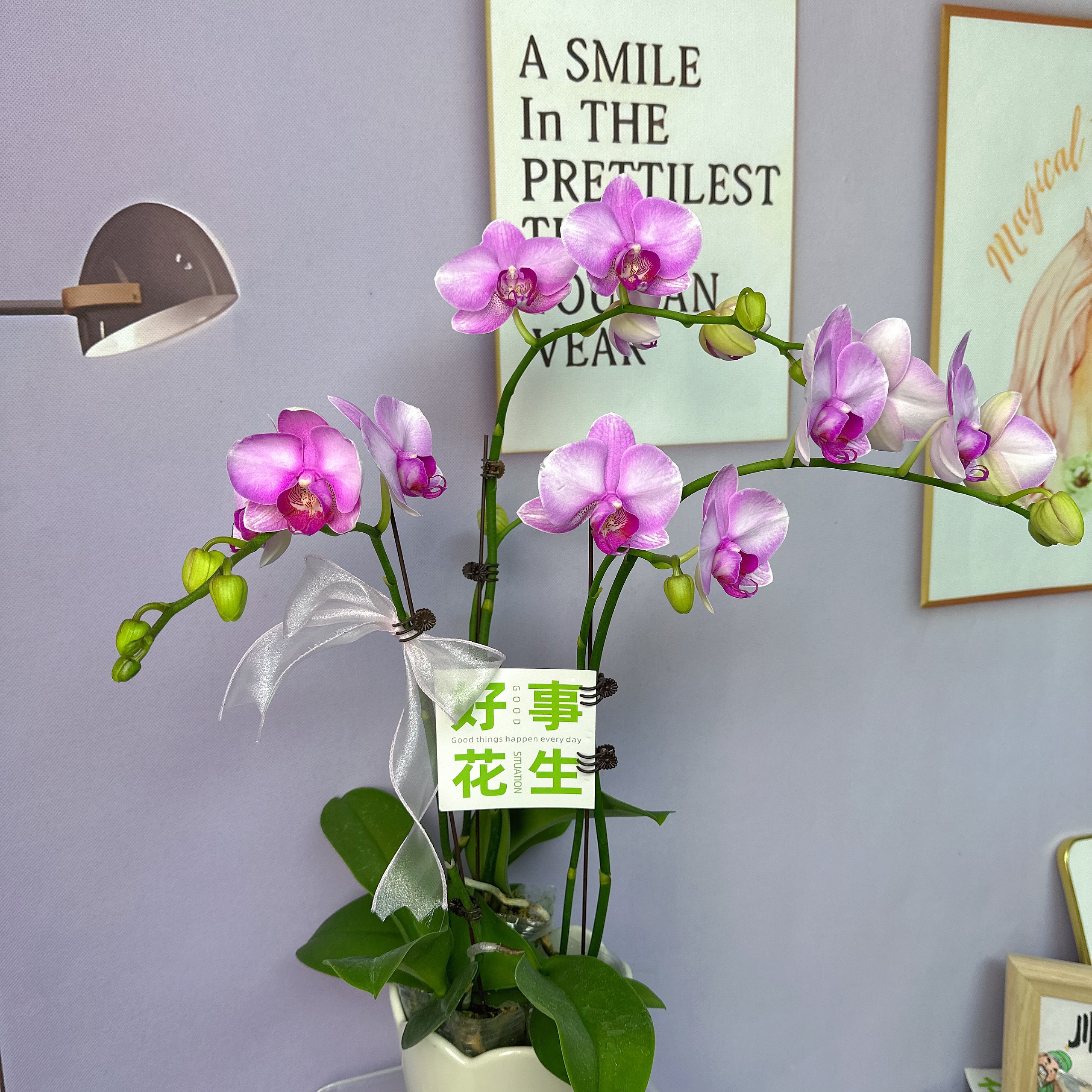 A3【月亮公主】中大花型带花苞送花盆花期长中秋送礼