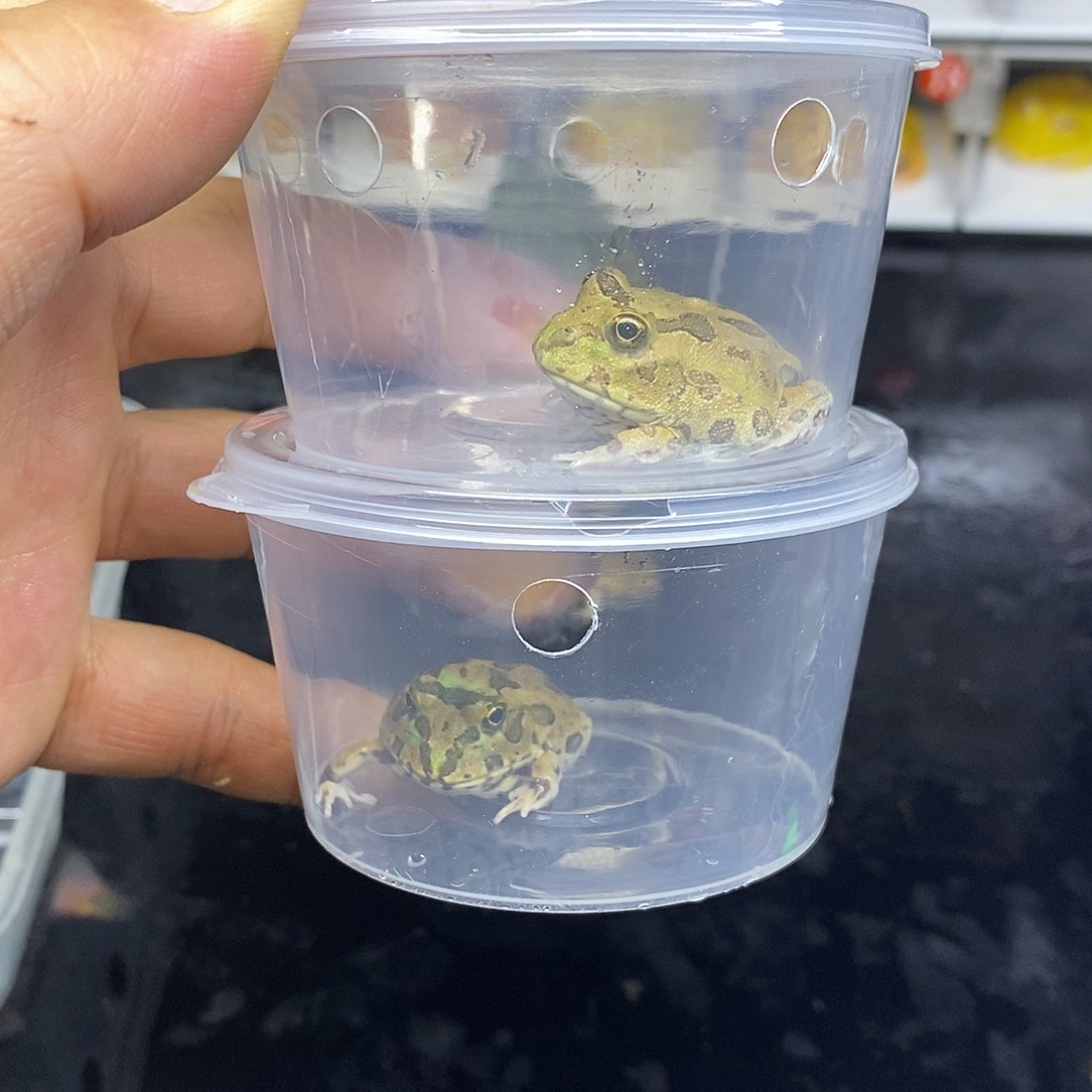 角蛙波子两只带盒顺丰
