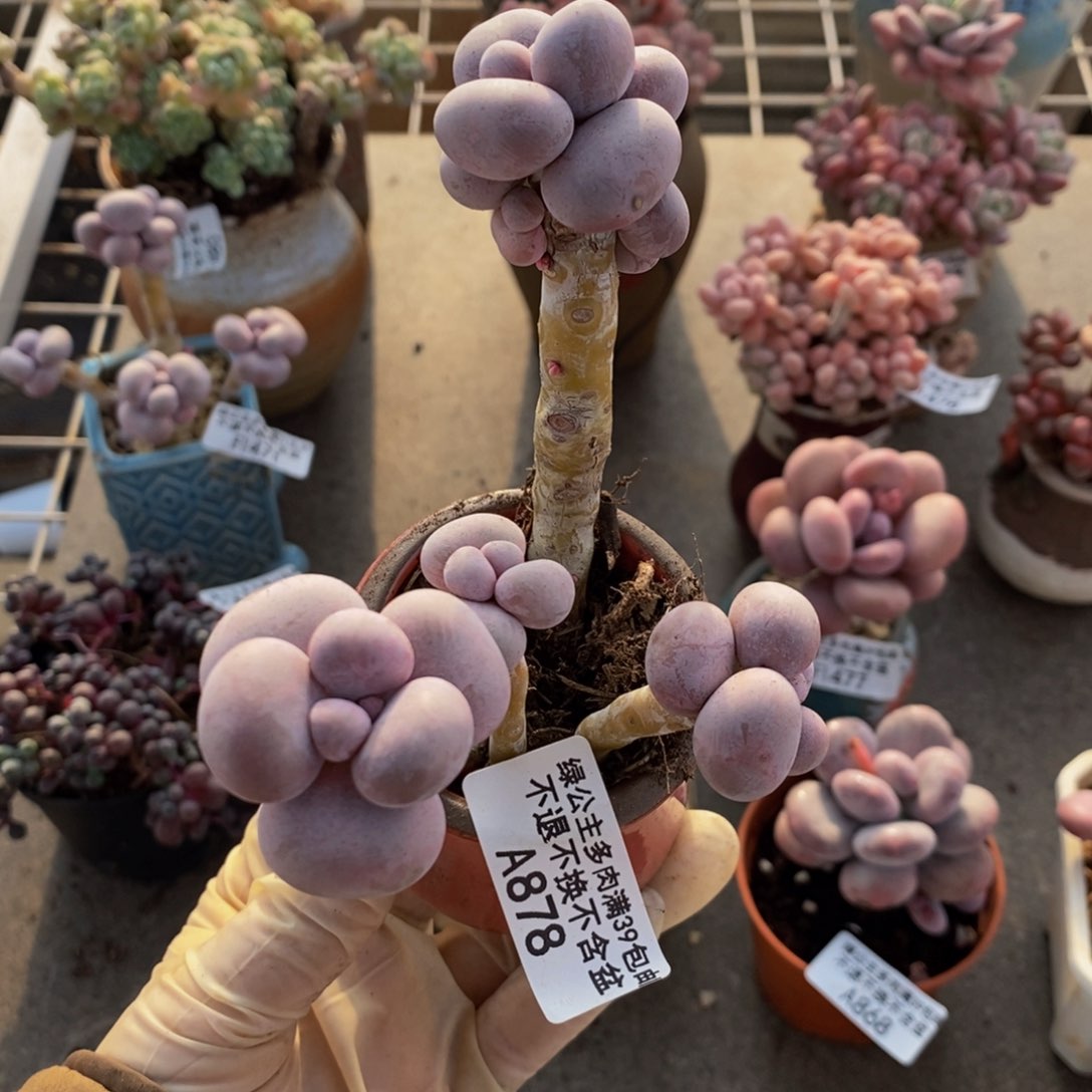 芭比奶酪878/9c m