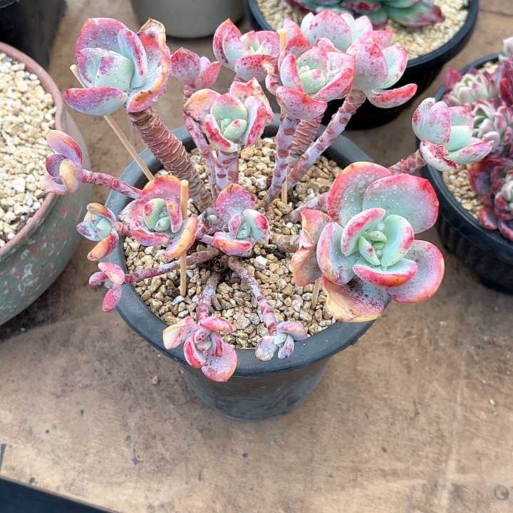 多肉植物，白月光