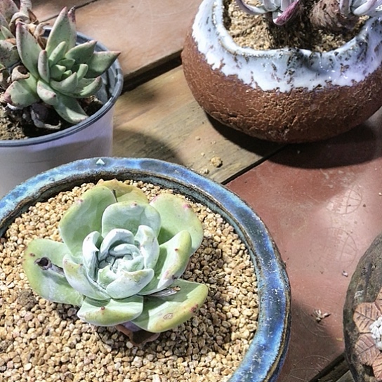 雪山拇指仙女棒杯