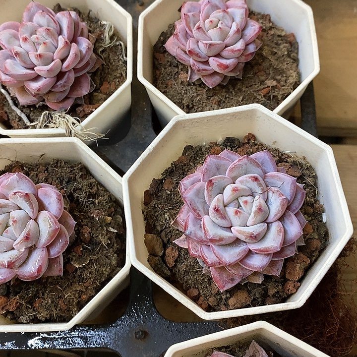 119。维特。福利多多