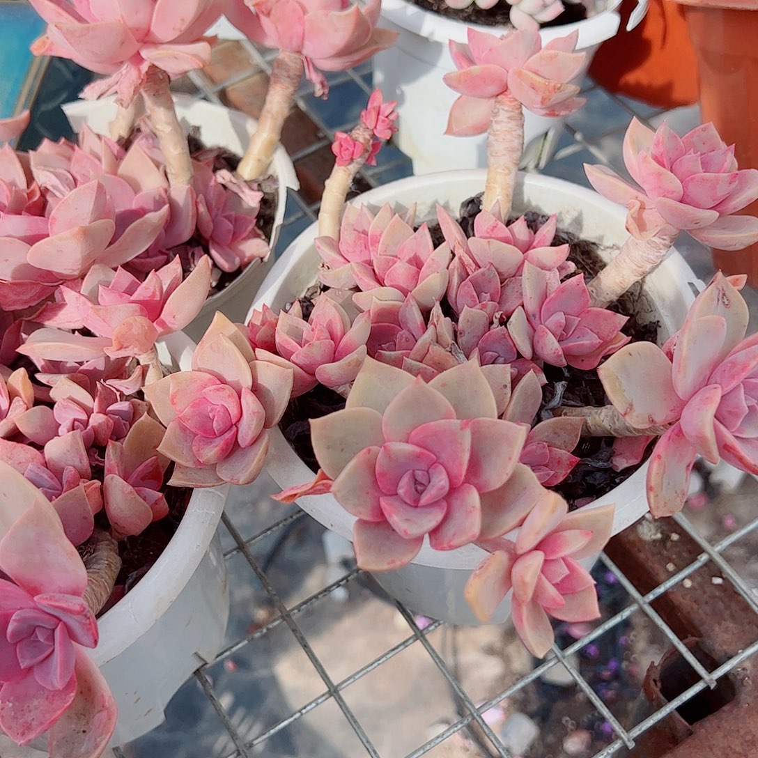 中国初恋多头造型精品二盆