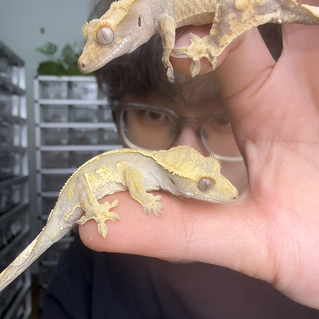 哦***呦睫角守宫一公一母