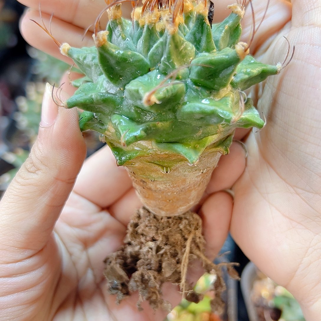实生赤花娇丽6公分1颗