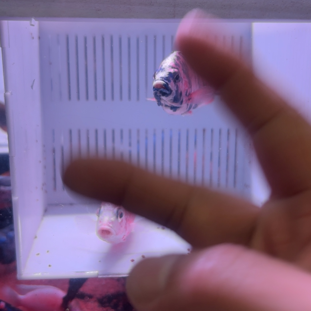 敏***哥慈鲷鱼直播94号2条