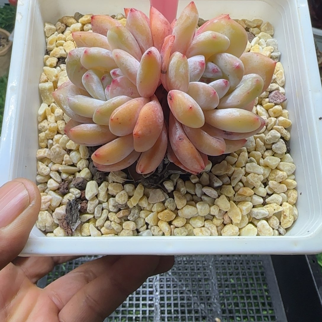 锦安精品多肉编号208