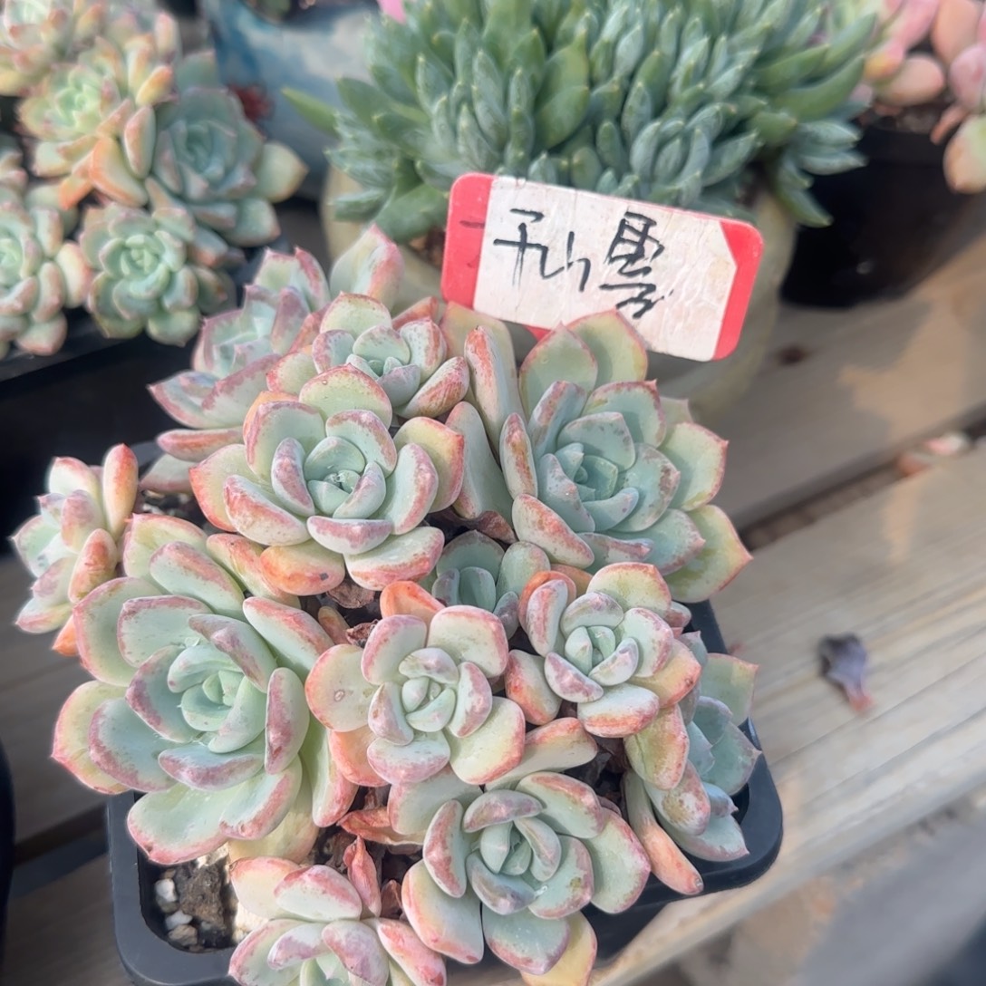 千山雪群生五十包邮老桩