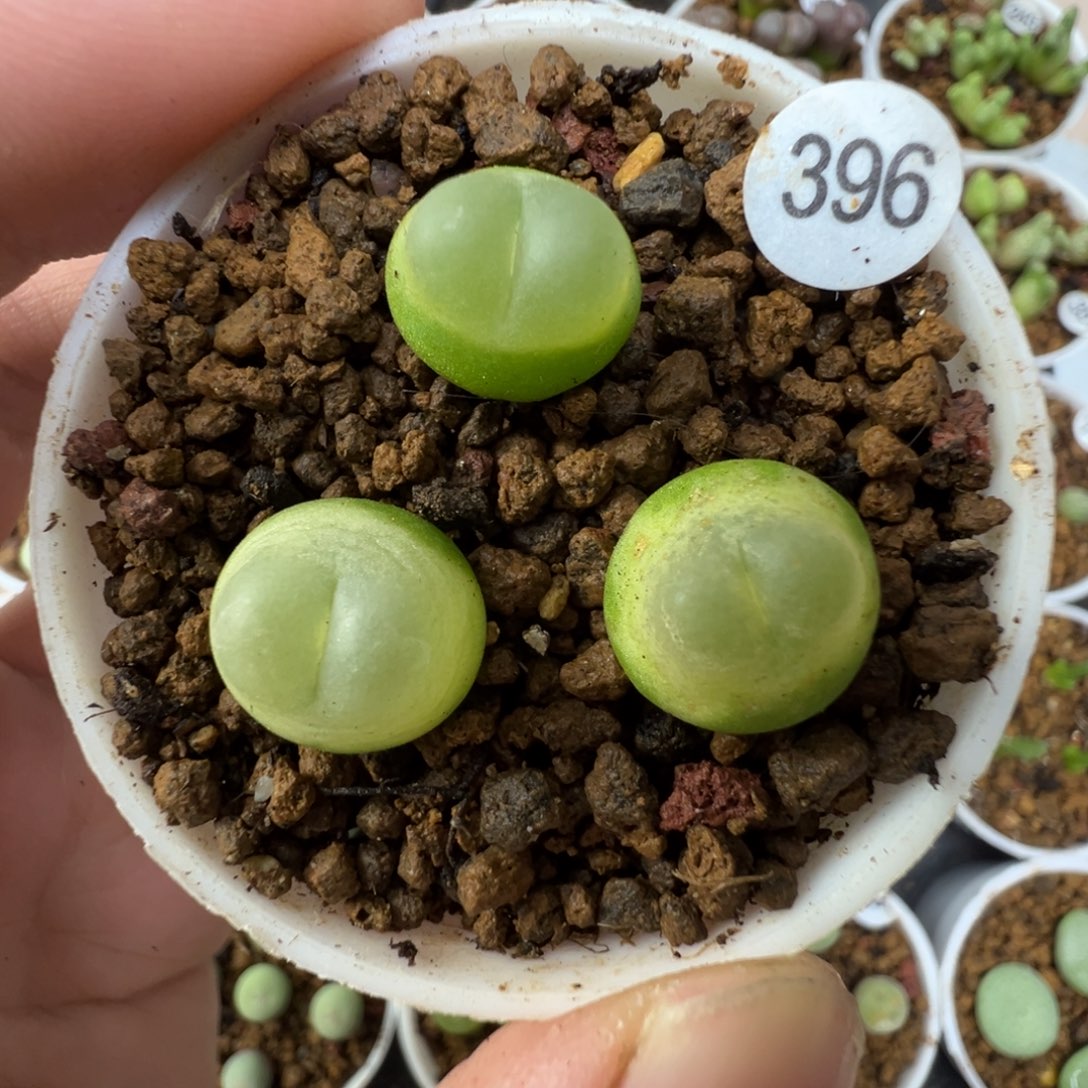 拉登一颗脱土3960000