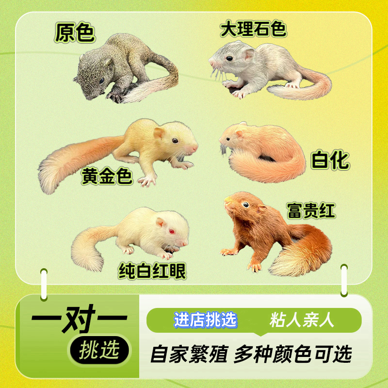 顺丰直发包邮可爱亲人黄色适合宿舍饲养温顺人工饲养花色鼠