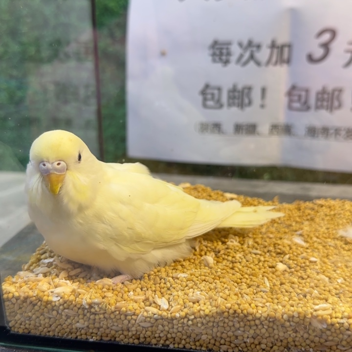 虎皮鹦鹉大头虎皮鹦鹉