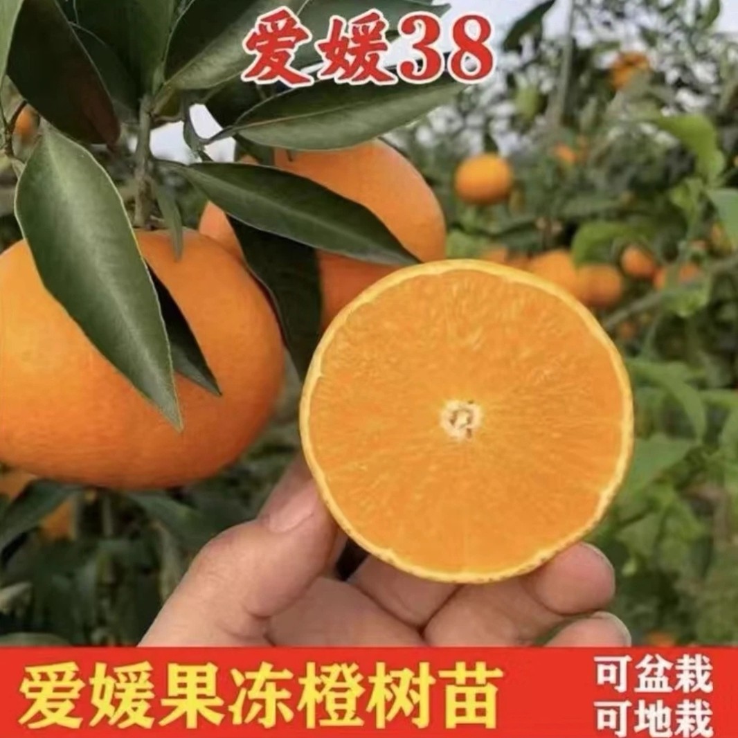 JICHUN/寄春红美人爱媛果冻橙裸根修剪保湿发货