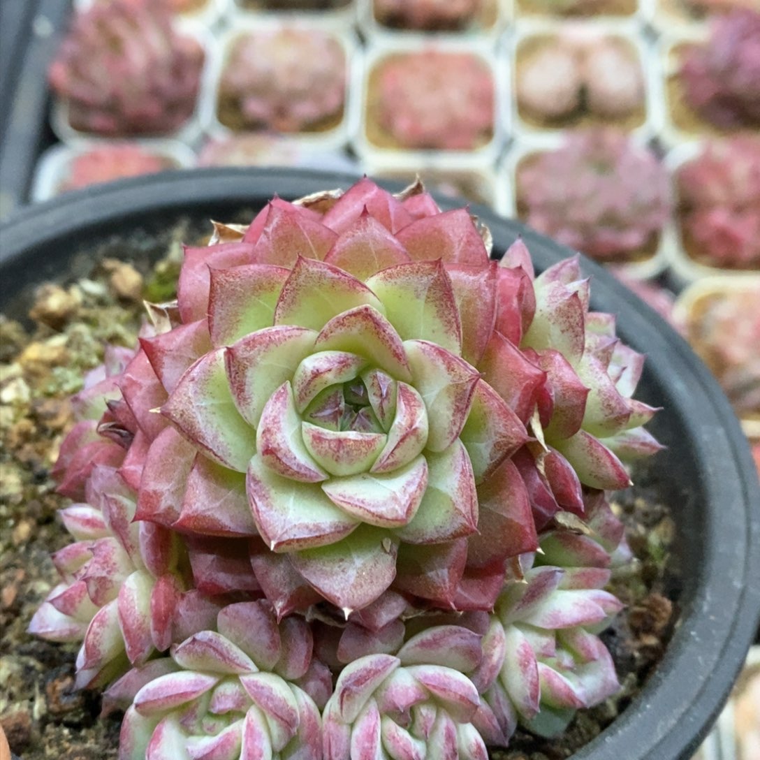 多肉植物一物一拍420