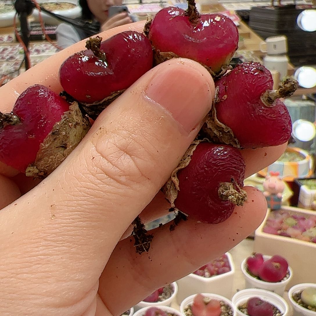 【闪购商品】149 车厘子x5