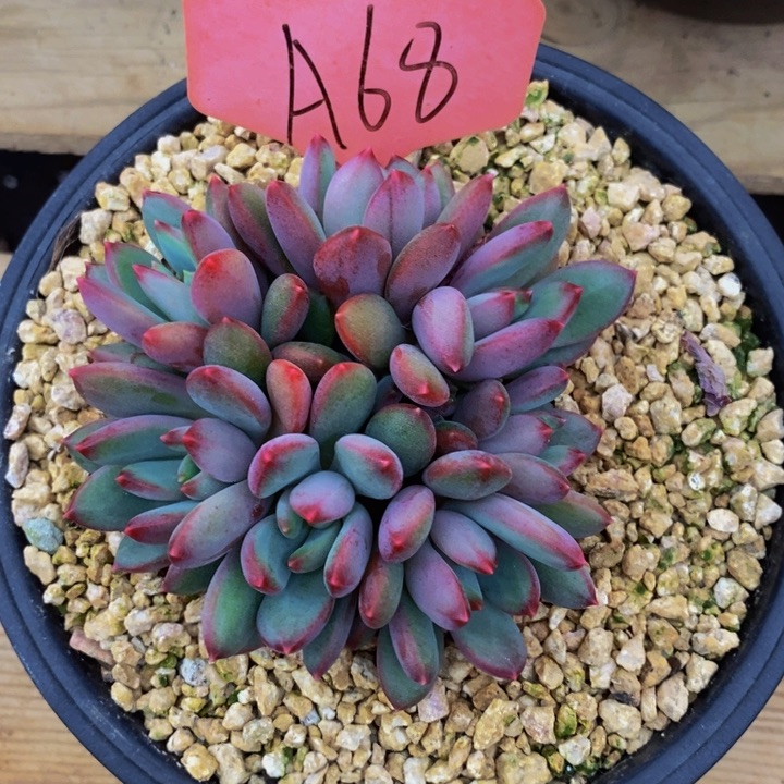 慕***荷这一系列改革方案