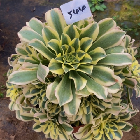 绿豆沙多肉植物544多肉