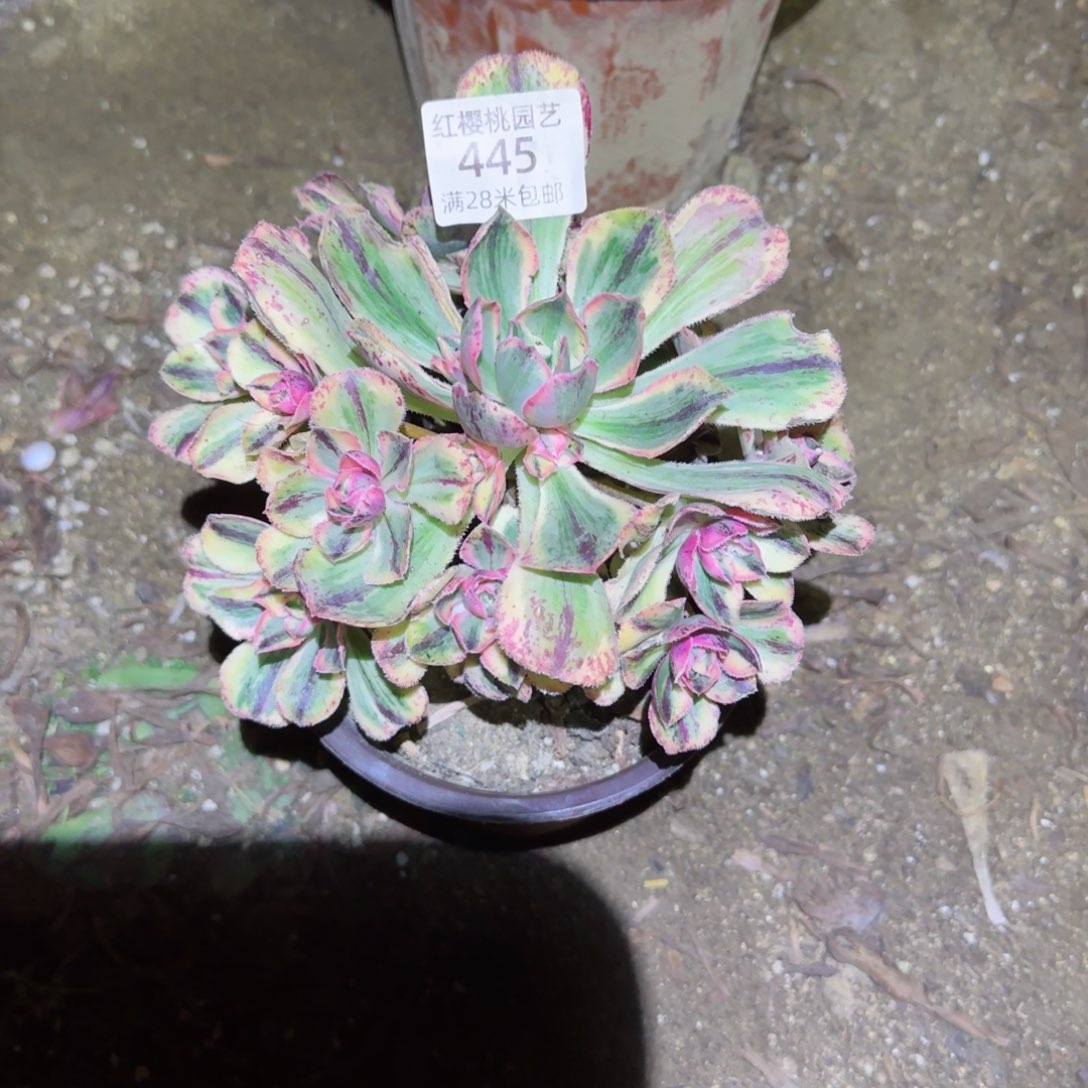 青花瓷法师多肉445