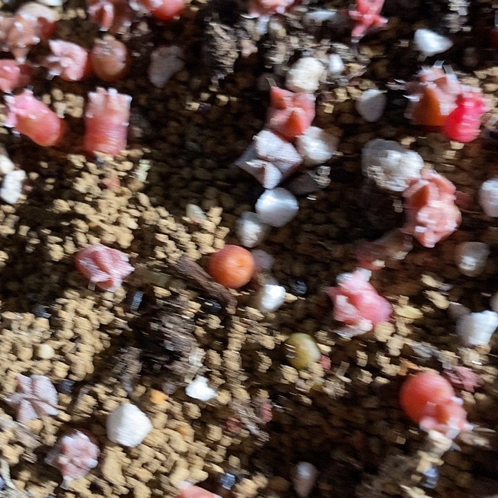 实生鸾凤一颗。    