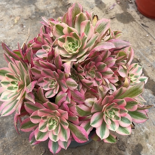 多肉植物粉女巫48