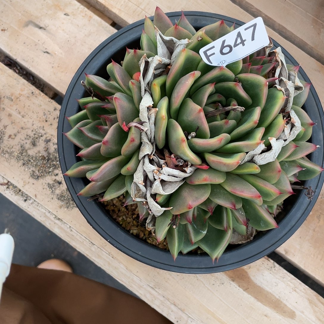 若如东云多肉单拍F647