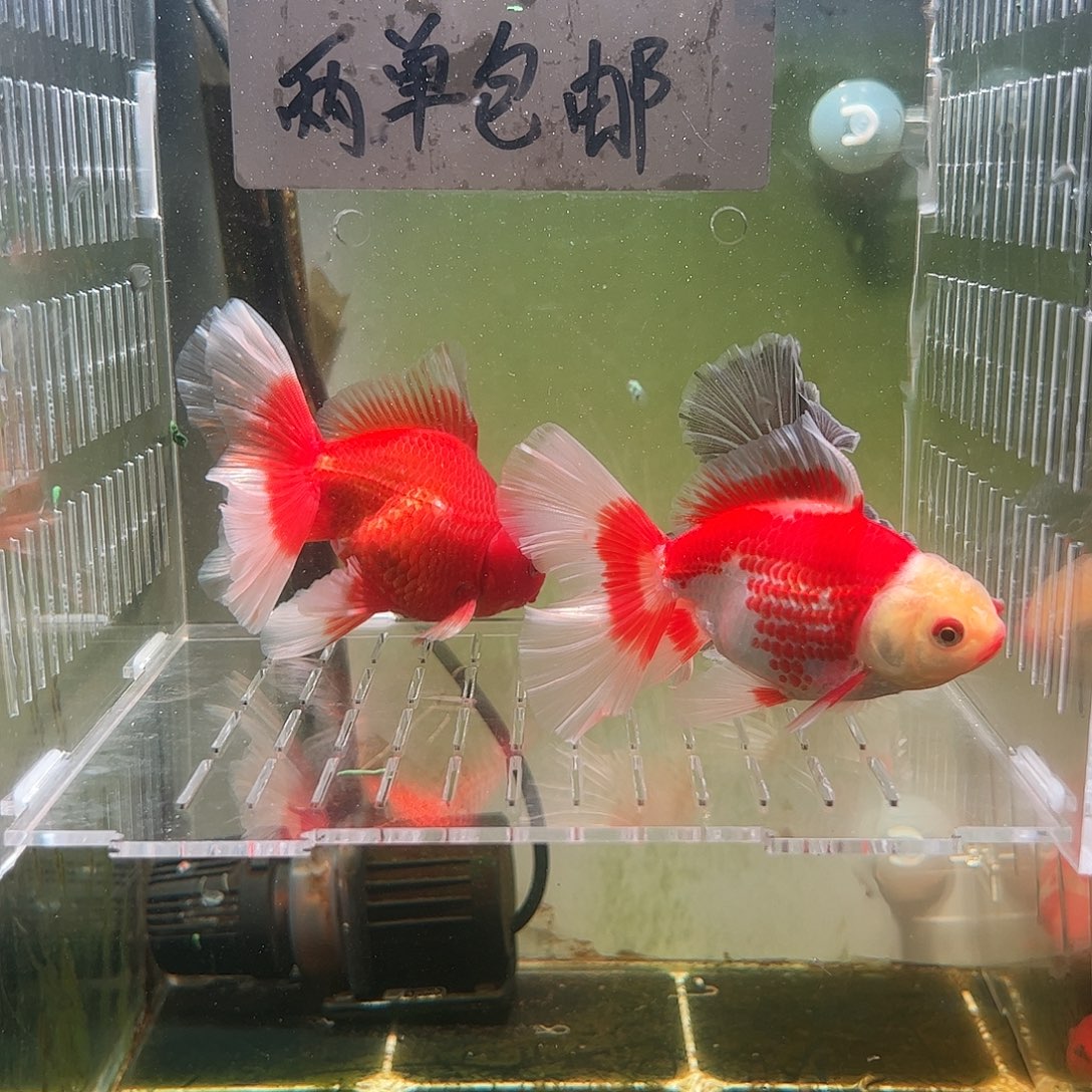 金鱼百褶泰狮亚成32