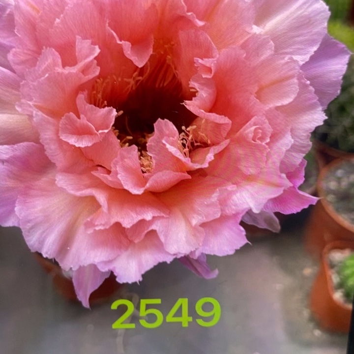 彩草2549号6.5公分左右