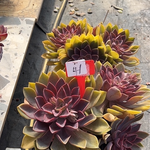 41东来一个脱土多肉