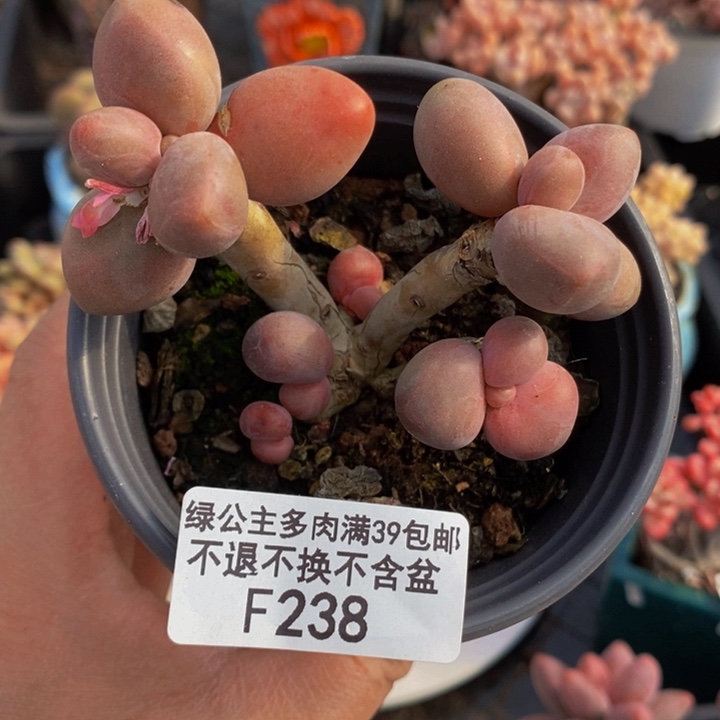 糖果美人老桩238多肉植物