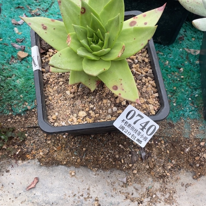 740号坎戴多肉植物