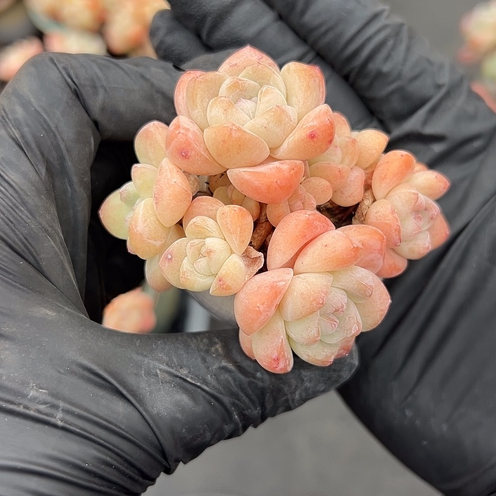 3468，九头冰玉带盆发的时候