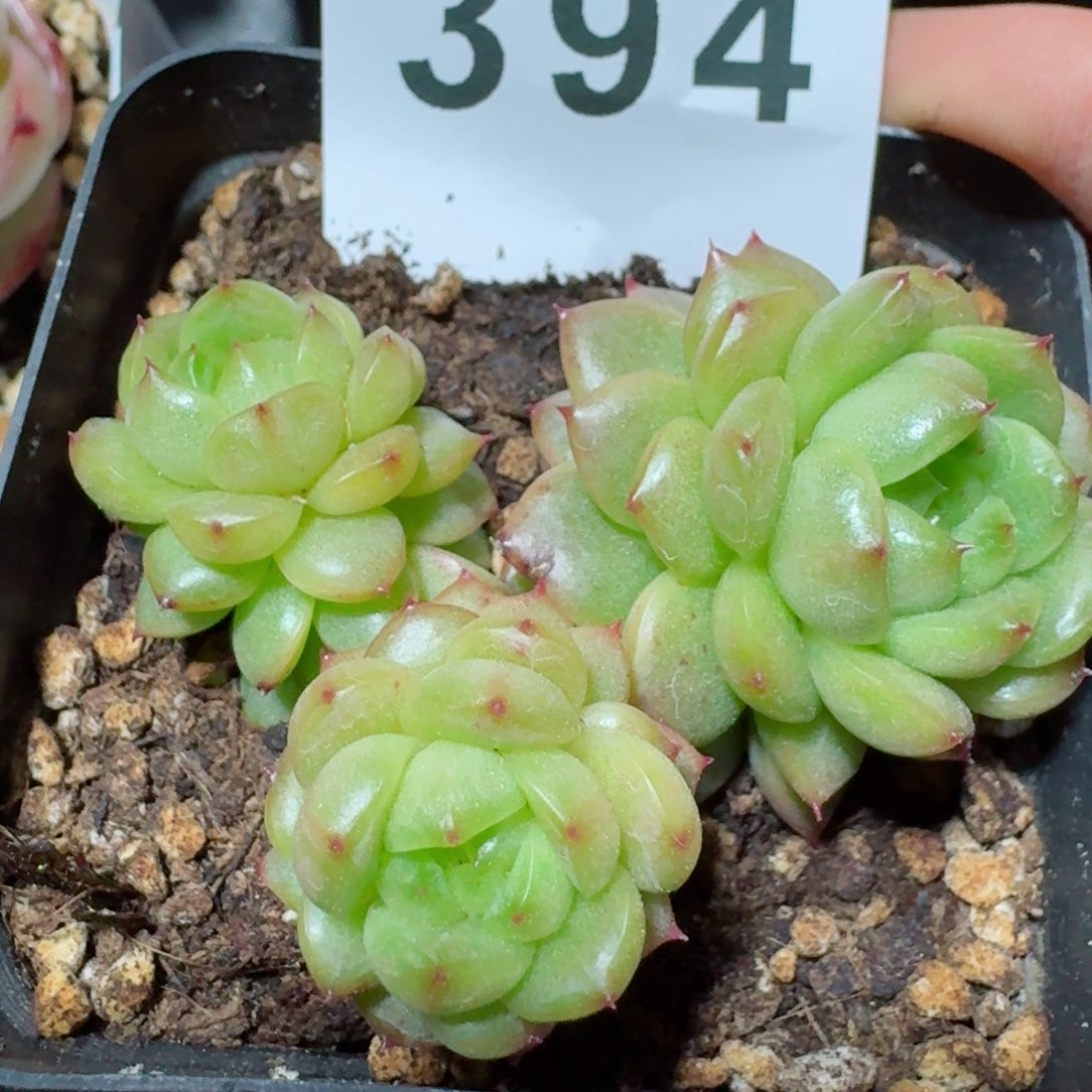 灯泡珍妮群生         精品多肉