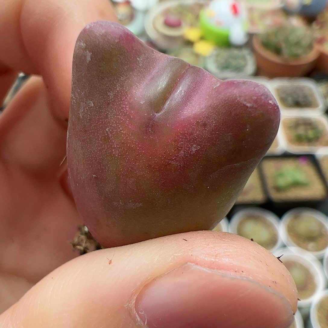 【闪购商品】78 将杂