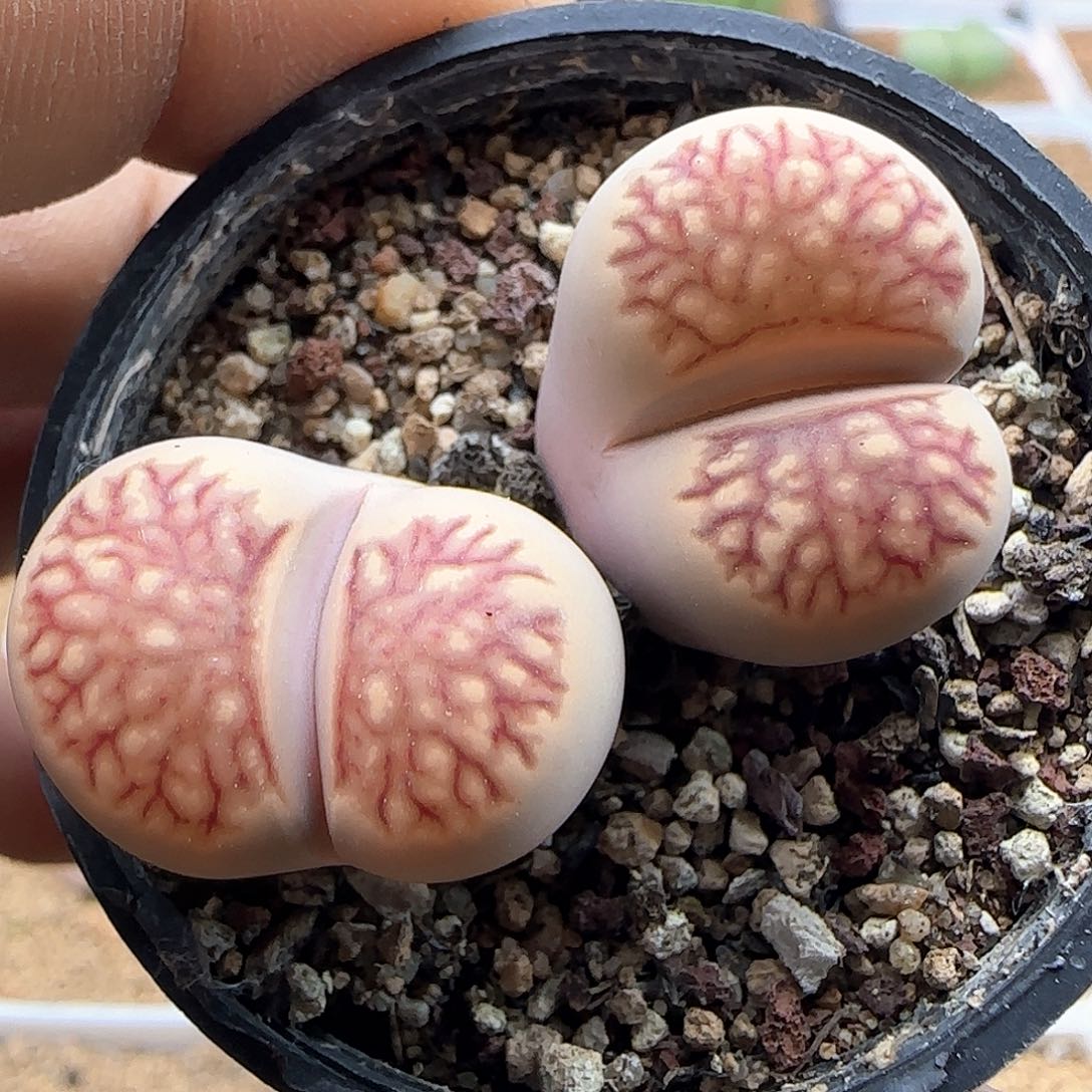 开播福利来啦39898