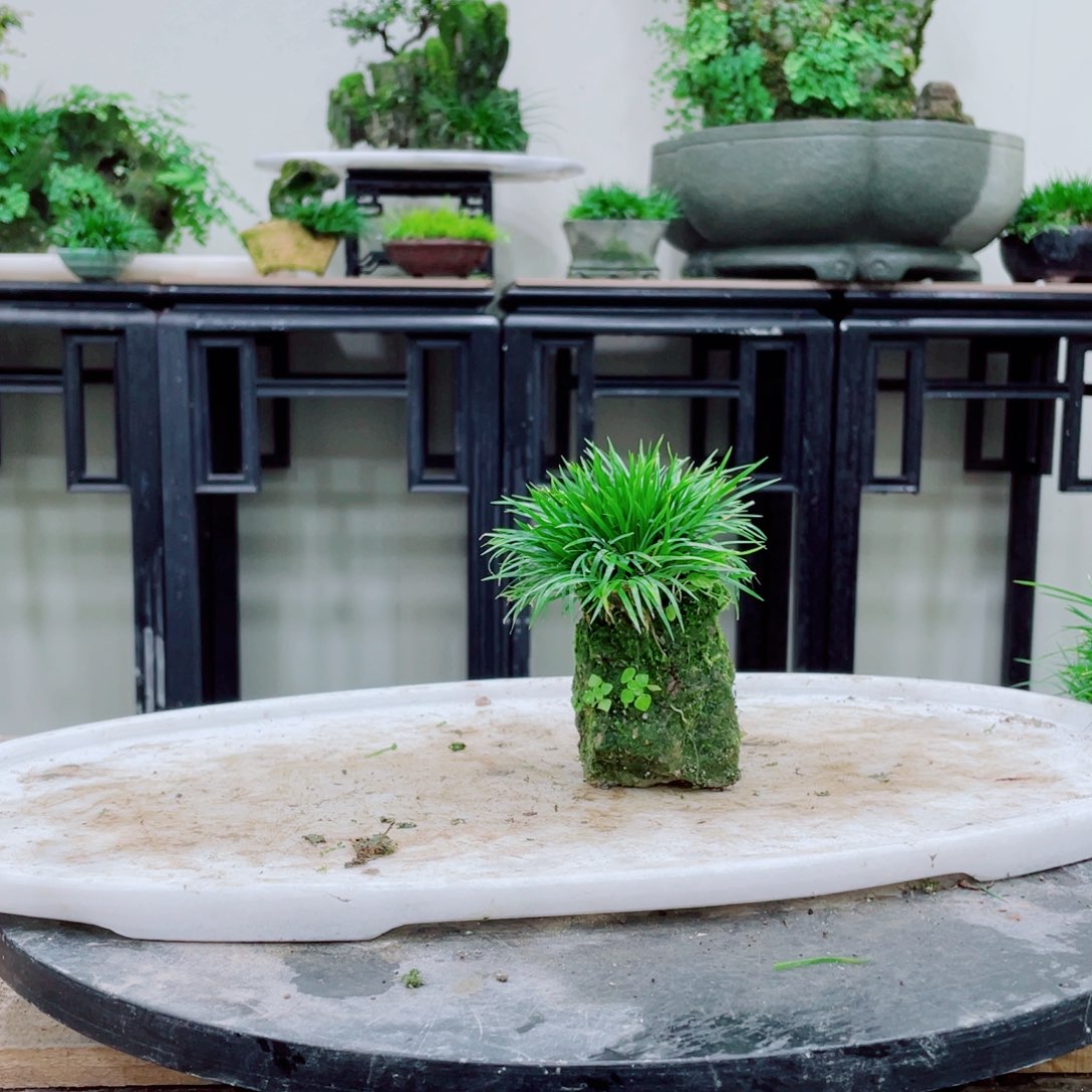 无铅玻璃春*铁线蕨的根茎较