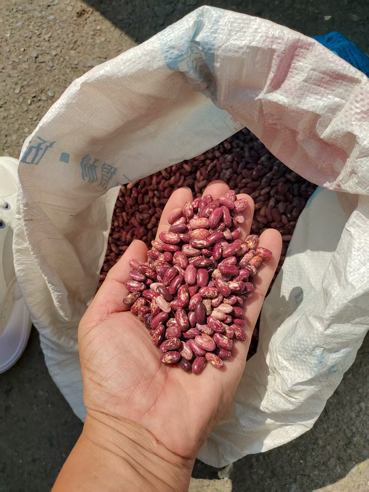 蓟县农家新花豆云豆红芸豆紫花芸豆