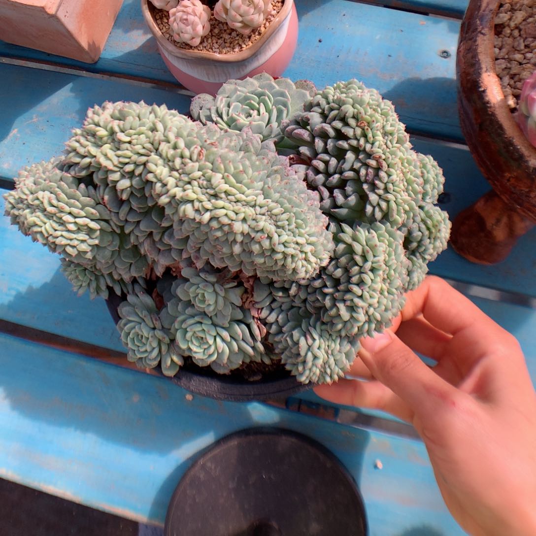 多肉植物。 白胖子缀不包整砍12