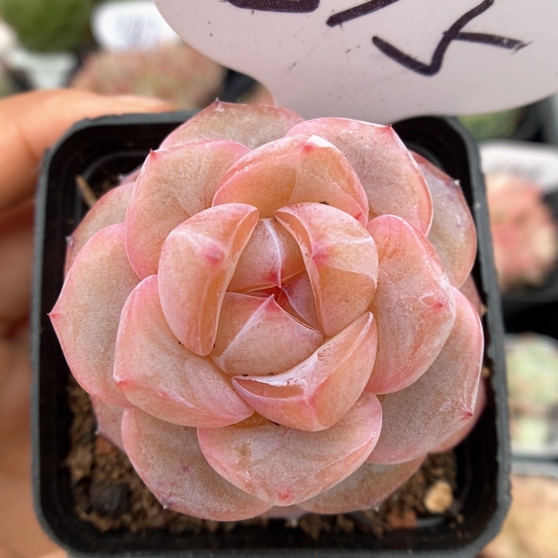 紫心星河可拍315号