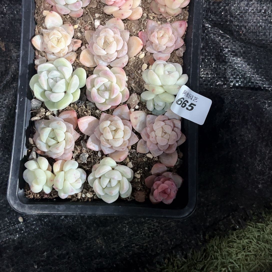 阿雅园艺。         665