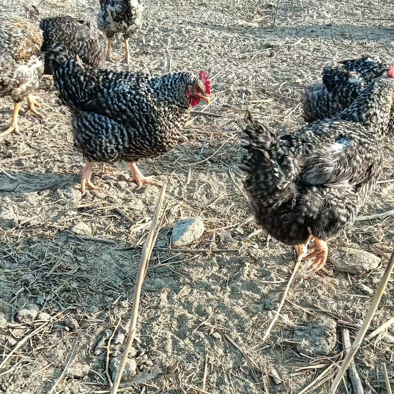 疆内包邮正宗散养金芦花纯土鸡母三年以上