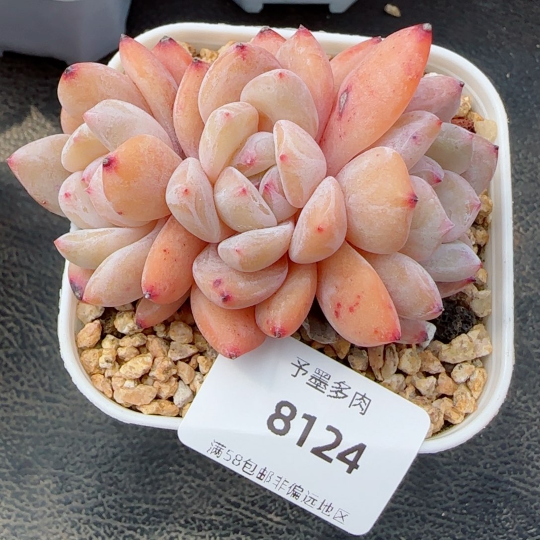 橙子，8124多肉植物