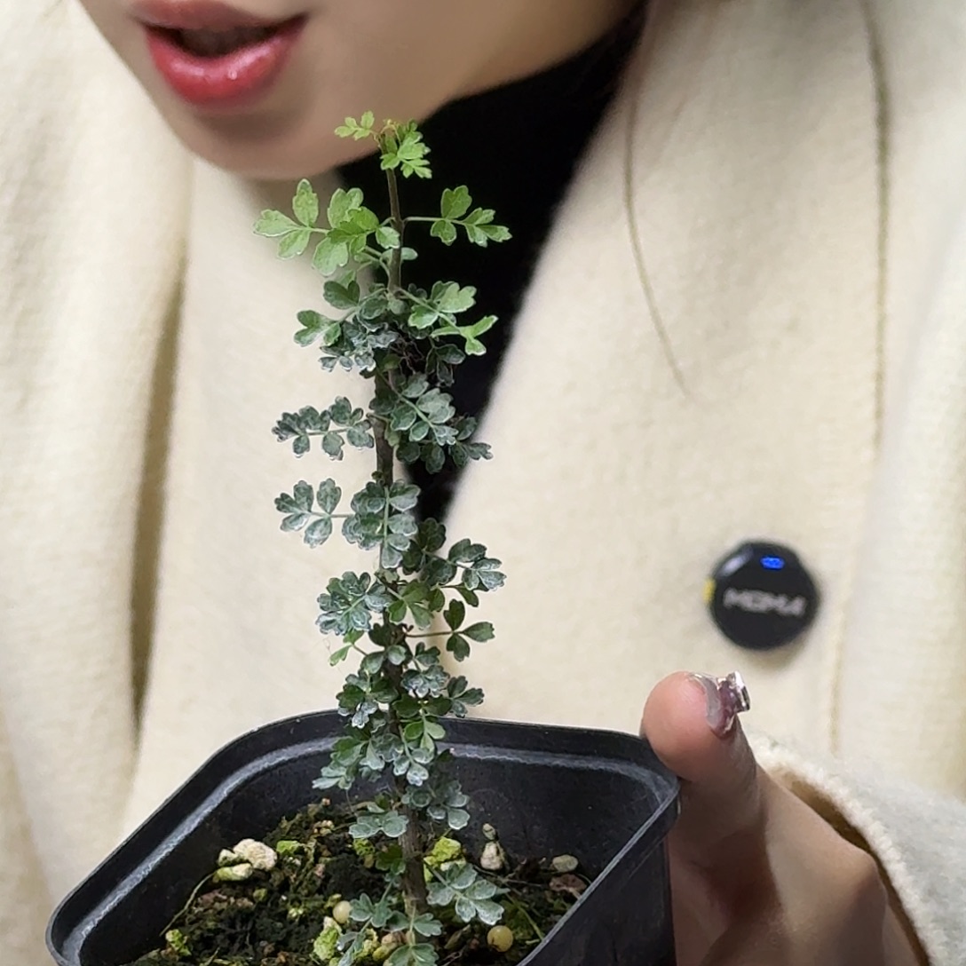 索科特拉没药带盆