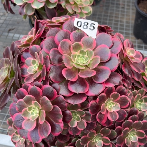 085金丝雀35厘米左右