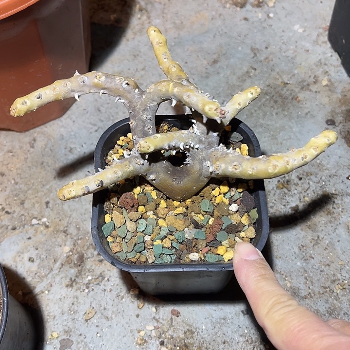 满38包邮2天凑单，脱土晾根发货多肉植物产地黑皮月界