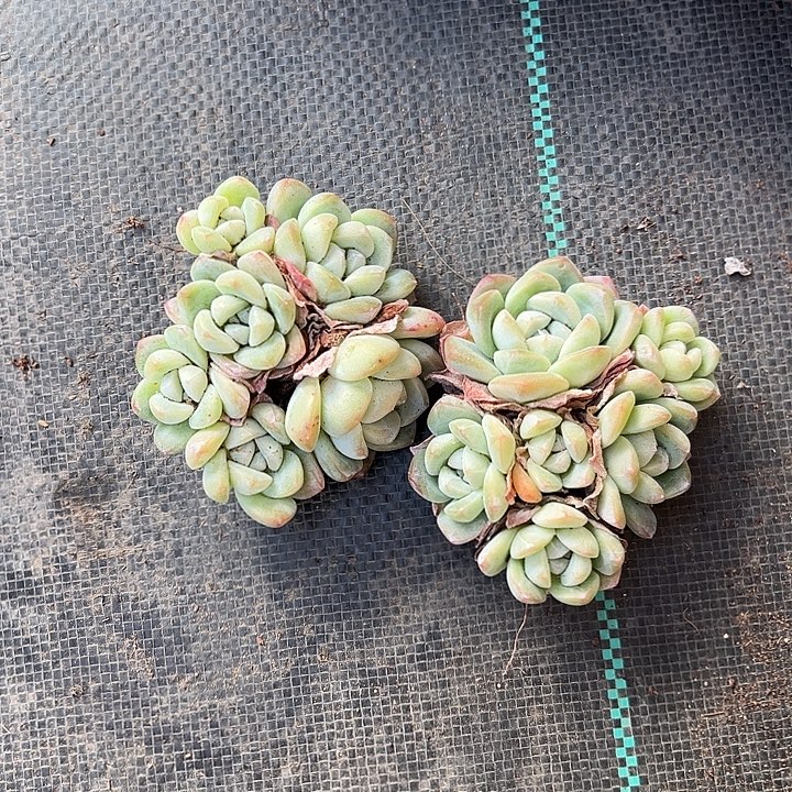 冰玉多头5头两颗组